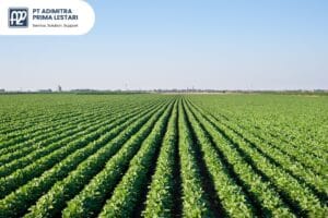 Tren Industri Agrikultur Indonesia Tantangan dan Peluang Meningkatkan Produktivitas - PT Adimitra Prima Lestari Distributor Bahan Kimia Industri